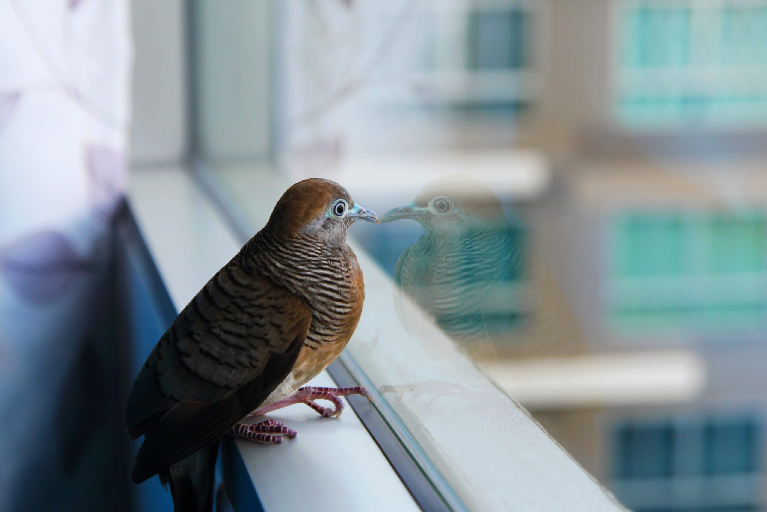 bird divert orange county windows